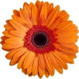 Mould Don's Plantation Plant - Other in Amherst