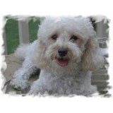 Aztec Kennel - Pet/Animal Breeders in Hamilton