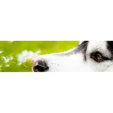 Unleashed Canine Obedience - Pet Services in Cincinnati