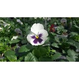 Wagner Floral CO - Other in Tiffin