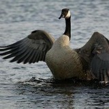 Learia LLC - Landscaping in Norman