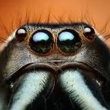 Summit Pest Control - Pest Control in Edmond