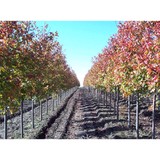 Green Valley Nursery LLC - Landscape Architects in Claremore