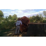 Bartlesville Tree Service - Tree Services in Bartlesville