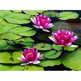 Stonebrook Day Spa - Other in Catoosa