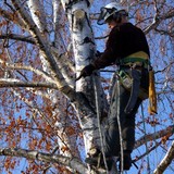 Dennis's Tree Service - Tree Services in Oklahoma City