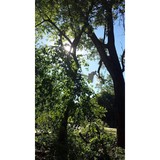 Stumpy Pro Tree Service & Stump Grinding - Tree Services in Norman