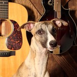 Running Dogs Publishing LLC - Other in Catoosa