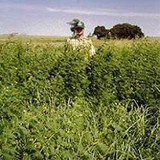 Warner Brothers Seed Company - Other in Lawton