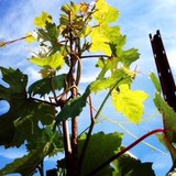 Mystic Wine - Beer, Wine & Spirits in Salem