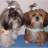 Pawprint Garden - Pet Stores in Salem