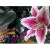 Grand Avenue Floral - Florists in Portland