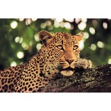 Go Africa Adventures - Travel Agents in Portland