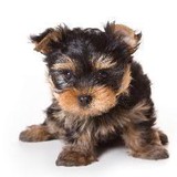 Wiggles & Wags Dog Wash - Pet Groomers in Portland