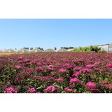 Kraemer's Nursery Inc - Other in Mount Angel