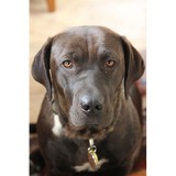 Mc Daneld Carol DVM - Veterinarians/Vets in Portland