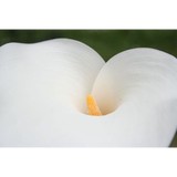 Lone Fir Cemetery - Funeral Services & Cemeteries in Portland
