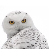 Snowy Owl Design LLC - Web Design & Development in Eugene