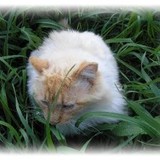 Kitty's Gone Green! - Pet Stores in Portland