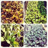 Val's Veggies - Other in Baker City