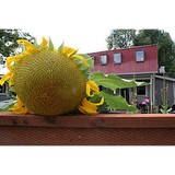 Adkins Wellness Chiropractic & Nutrition Haus - Chiropractors in Eugene