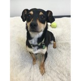 Munjar Timothy A DVM - Veterinarians/Vets in Portland