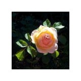 Petal Passion - Florists in Portland