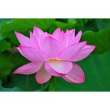 Community Alternative Medicine - Acupuncture in Oregon City