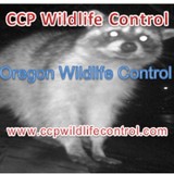 CCP Wildlife Control LLC - Pest Control in Portland