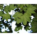 Perennial Landscaping - Landscape Architects in Eugene