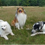 National Animal Interest Alliance - Veterinarians/Vets in Portland