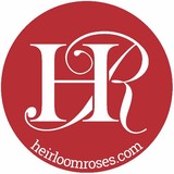 Heirloom Roses - Other in Saint Paul