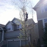 NW Tree Work - Tree Services in Portland