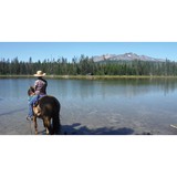 Weston Equine Services LLC - Other in Sisters