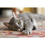 Play & Chase Dog Care - Child Care & Day Care in Portland