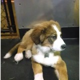 Club K-9 Inc - Pet Services in Portland