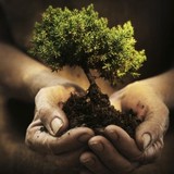 Associated Arborists - Other in McMinnville