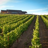 Colene Clemens Vineyards - Other in Newberg