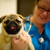 Johnson Wendy E DVM - Veterinarians/Vets in Portland