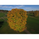 Cross Creek Golf Course - Golf in Dallas