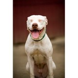 Family Dogs New Life Shelter - Animal Shelters in Portland