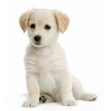 Safe Journey Dog Boarding - Pet Stores in Portland