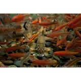 Freshwaters Illustrated - Other in Corvallis