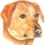 Bob Midwood, LLC DBA Golden Dog Training - Pet/Animal Training in Warwick