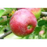 Hill Orchards - Other in Johnston