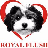 Family Companions By Royal Flu - Other in Charlestown