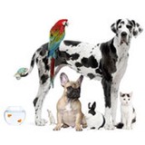 GreenvillePetCONNECT.com - Pet Services in Greenville