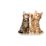 Shumpert Melinda DVM - Veterinarians/Vets in Myrtle Beach
