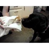 All Creatures Veterinary Service - Veterinarians/Vets in Charleston
