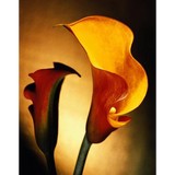 Callas Florist - Florists in Murrells Inlet